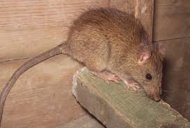 roof rats