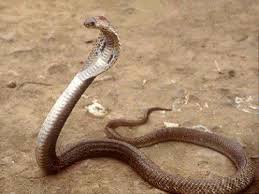 dangerous snake