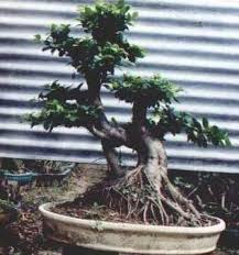ginseng pictures