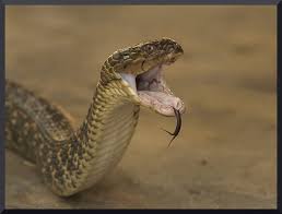indian snakes