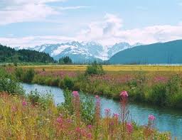 alaska flowers