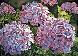 pictures hydrangeas