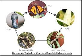 monarch butterfly metamorphosis