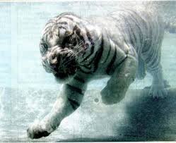 tigres photos