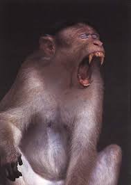 bonnet macaque