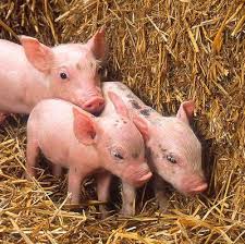 three pigs