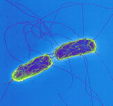 salmonella bacteria
