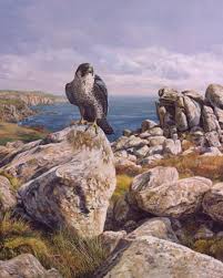 falcon paintings
