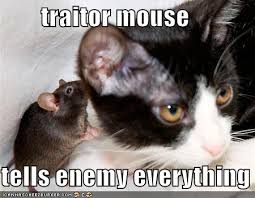 cat and the mouse
