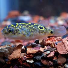 figure 8 puffer
