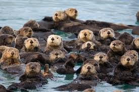 sea otter baby