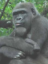 gorillas behavior