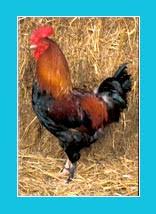poules de marans