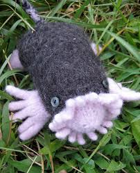 star nosed moles