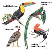 tropical birds