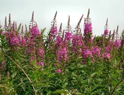 willowherb