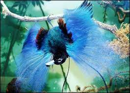 bird of paradise