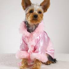 luxury dog