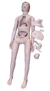 anatomy of a doll