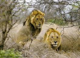 lions pics