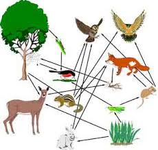 forest food chains