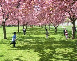 Cherry Blossoms indicates