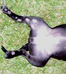 canine ringworm
