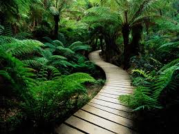 nature pictures