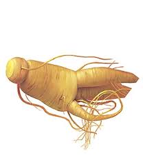 ginseng pictures