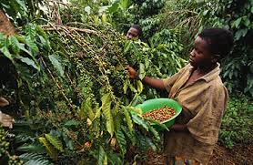coffee uganda