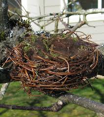 bird nest