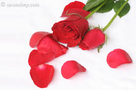 best roses