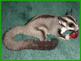 sugar glider pets