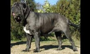 maior cachorro do mundo