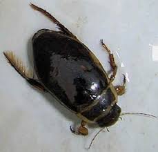 diving beetles