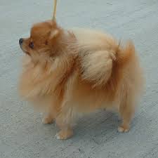 pomeranian photos