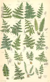 cystopteris
