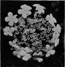 guelder