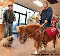guide horses