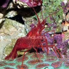 peppermint shrimp