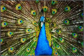 peacock symbols