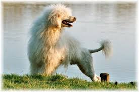 portuguese dog