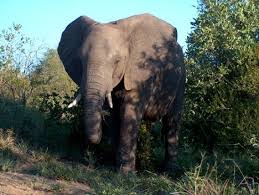 kruger national park