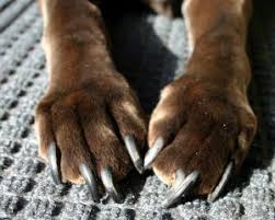 dog nail cut