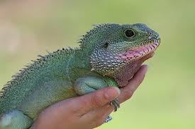 water dragon lizards