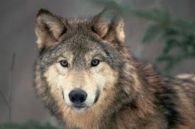 national geographic wolf