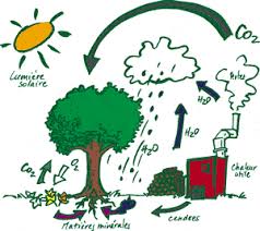 carbon cycling