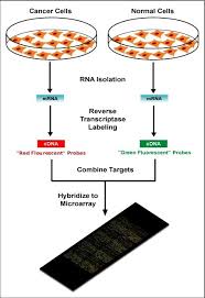 microarrays