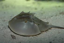 exoskeleton animal