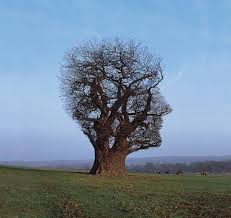 thorgerson